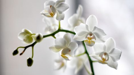 5x niet doen bij een orchidee