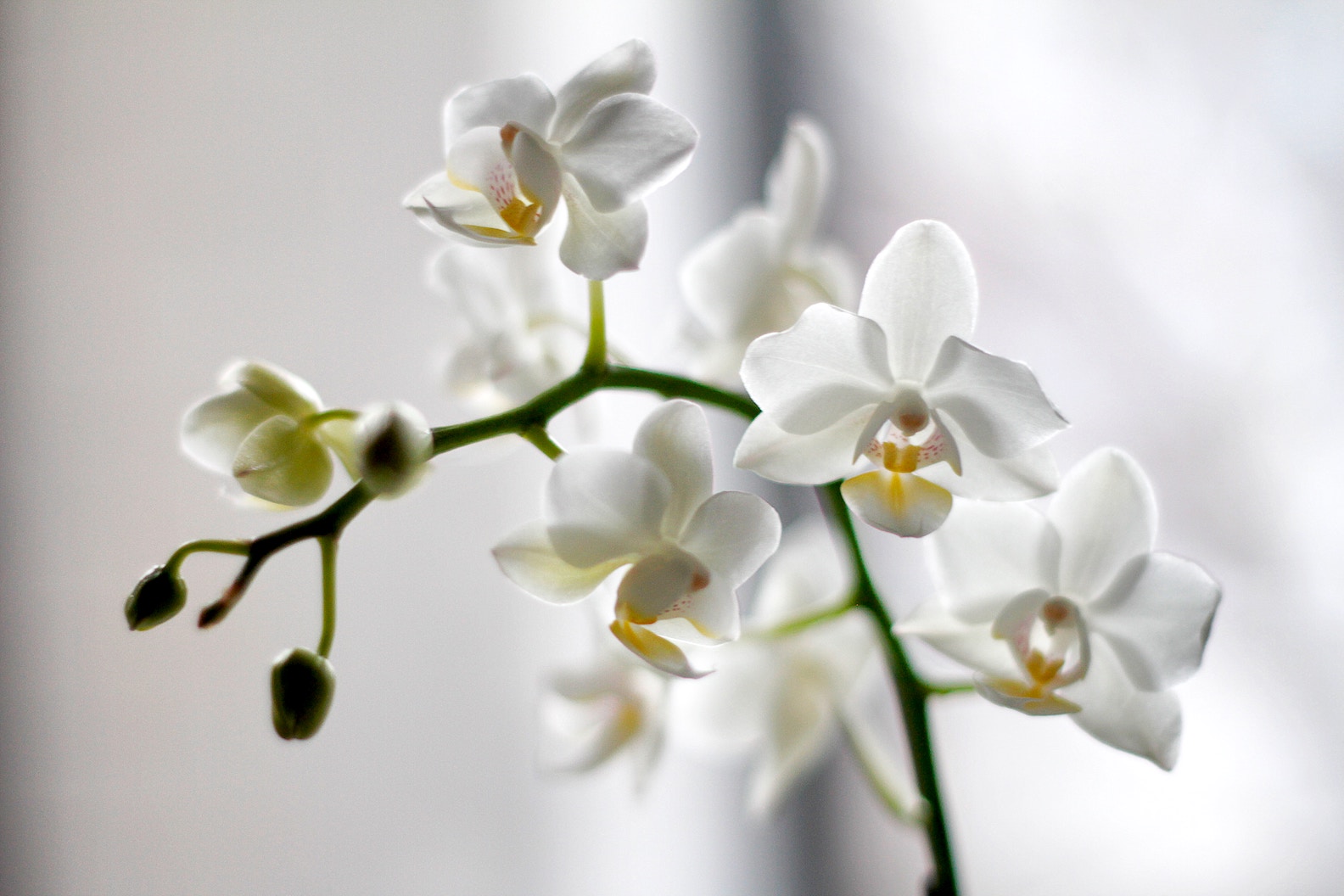 5x níet bij een orchidee
