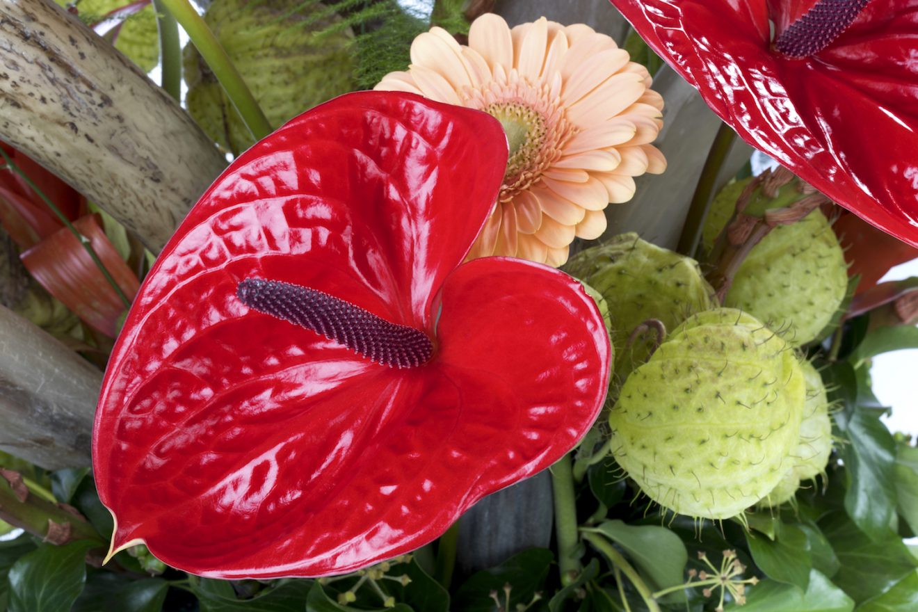 4 new anthurium cut flower varieties