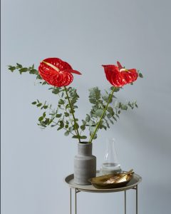 4 nieuwe soorten anthurium snijbloemen