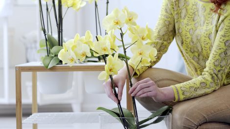 questions you should ask before you buy a new plant