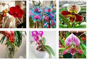 Orchideeën van Instagram