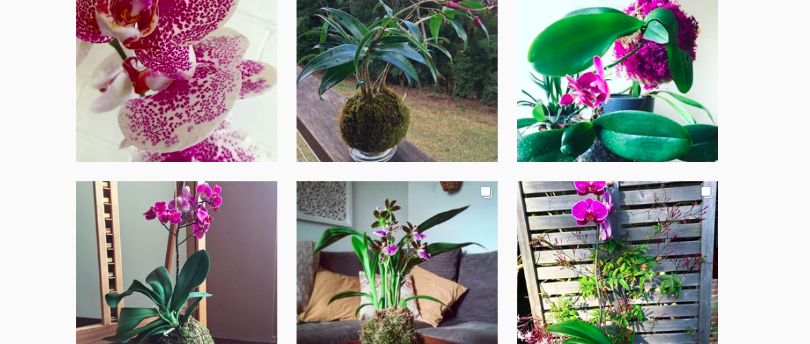 DIY: how to make a kokedama with an orchid