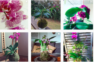 DIY: how to make a kokedama with an orchid