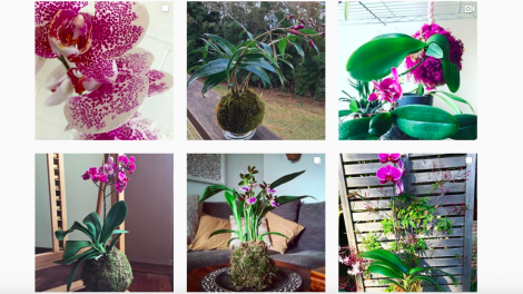 DIY: een kokedama met een orchidee maken
