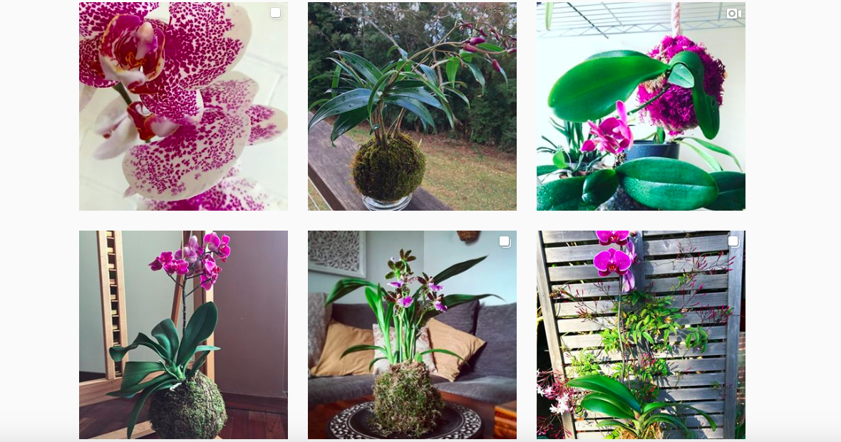 DIY: een kokedama met een orchidee maken