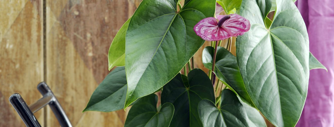 3 things you should not do with an anthurium