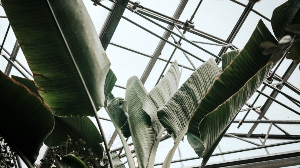 The best urban plant shops in Rotterdam