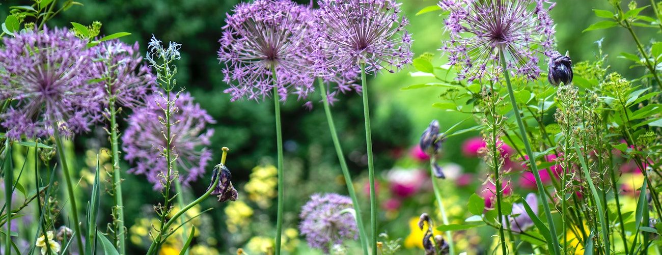 6 tips to get your garden ready for spring
