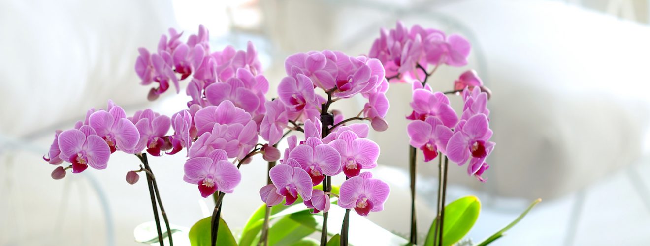 How to help your orchid rebloom in the spring
