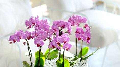 How to help your orchid rebloom in the spring