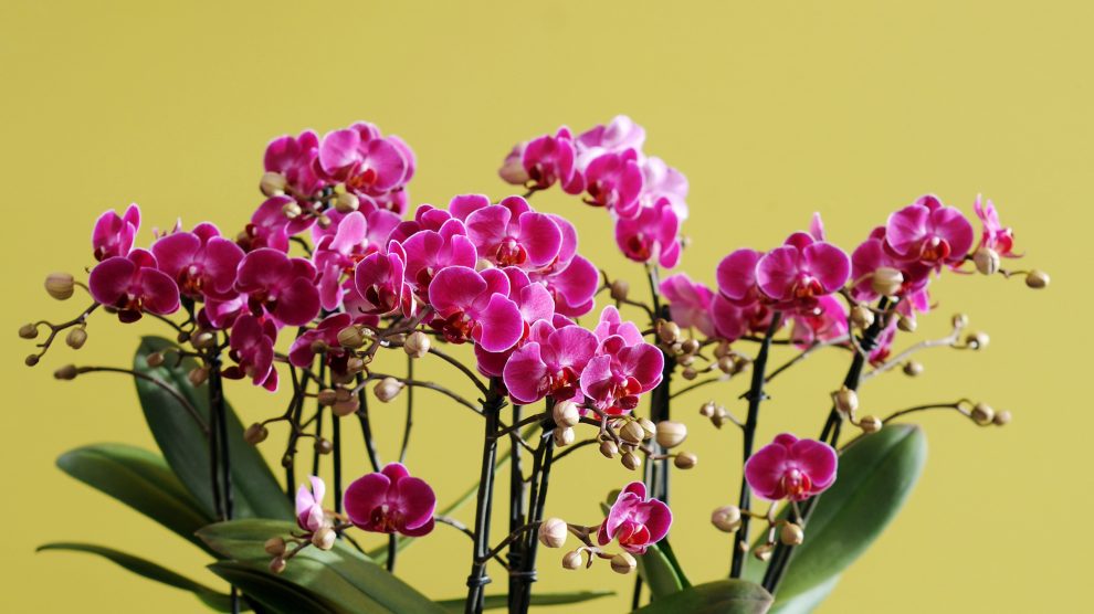 Een Paastafel vol bloemen: 3 tips