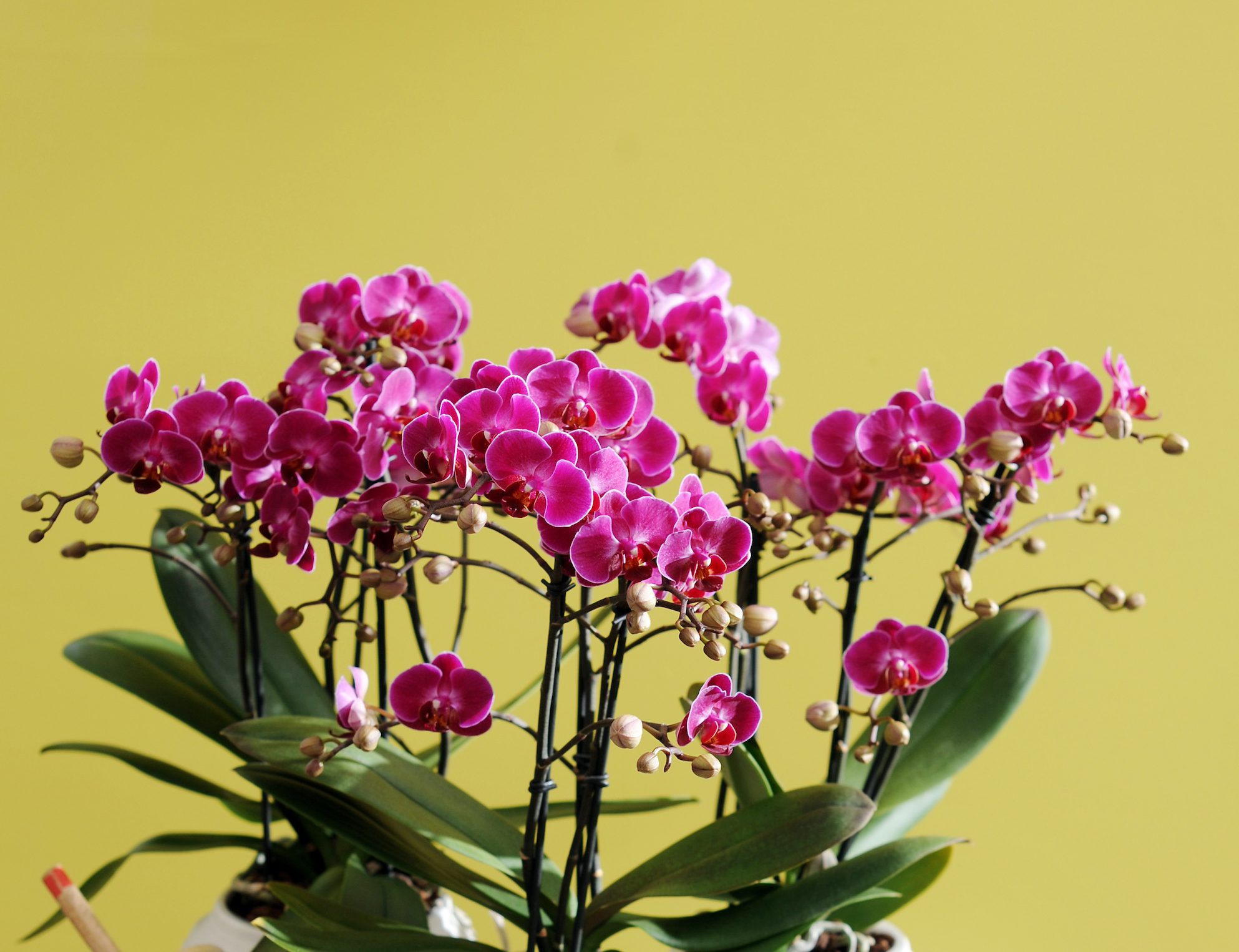 Een Paastafel vol bloemen: 3 tips