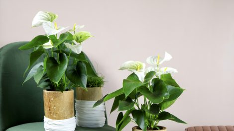 The best gifts for plant moms