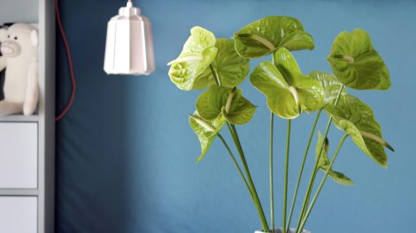 4 styling ideas with the anthurium pot plant & cut flower