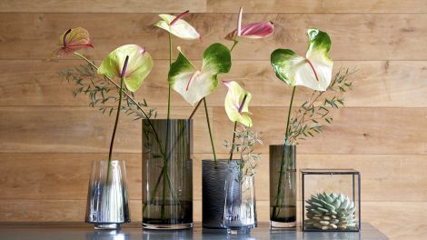 How to care for anthurium cut flowers