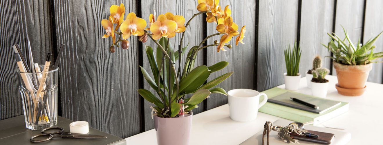 3 tips to create a home office you'll love to work in