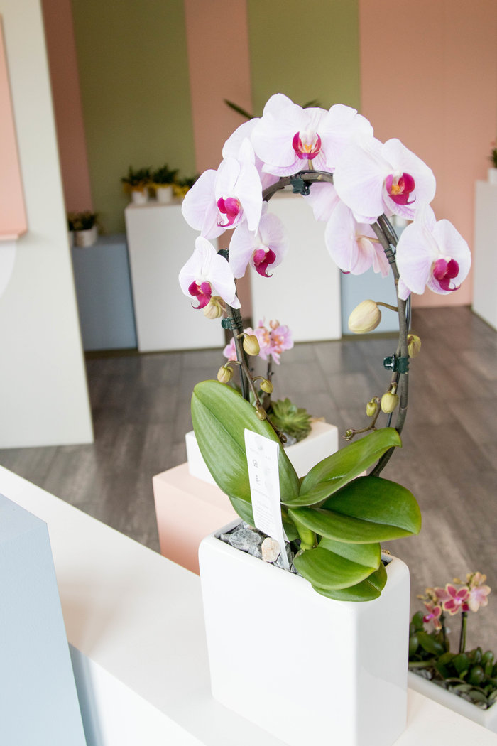 De verschillende vormen orchideeën op een rij