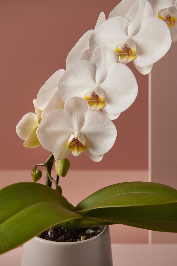 De verschillende vormen orchideeën op een rij