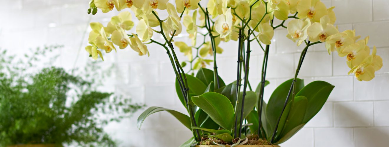 Exotic indoor plants that bring the summer feeling into your home