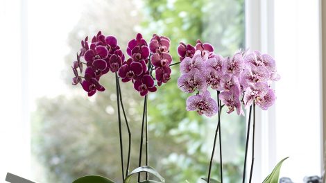 Op deze manier kun je kamerplanten buiten neerzetten