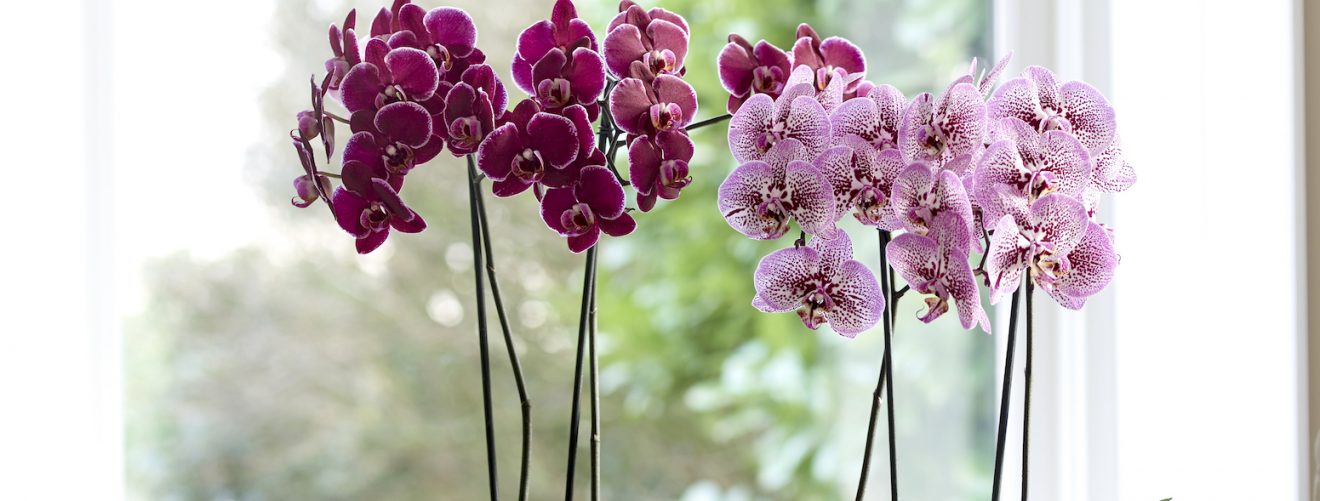 Moving indoor plants outside in summer: a few tips