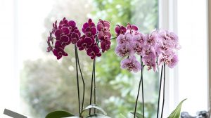 Moving indoor plants outside in summer: a few tips