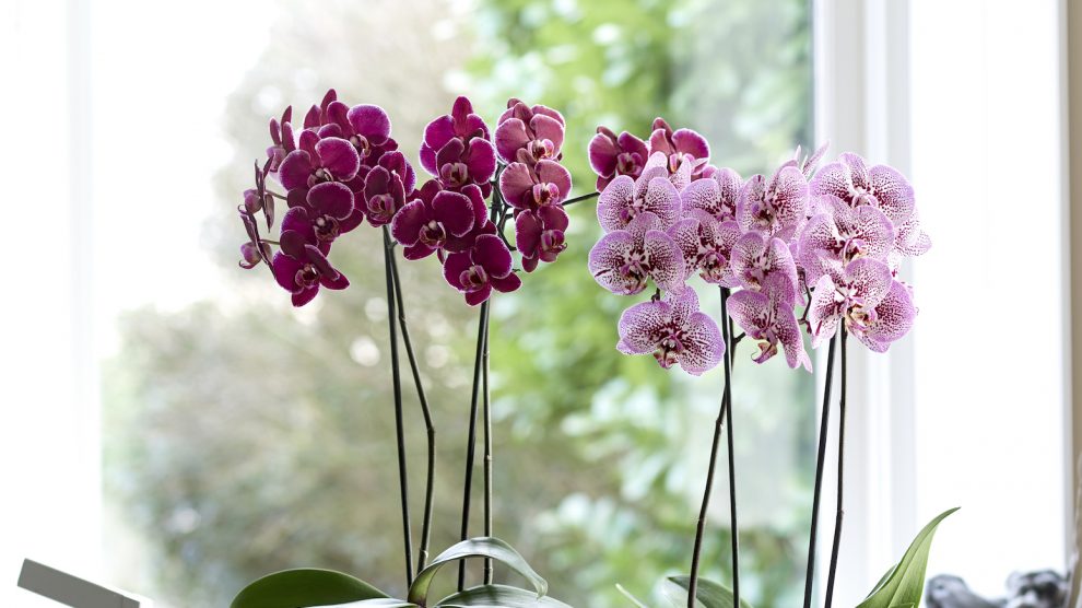 Moving indoor plants outside in summer: a few tips