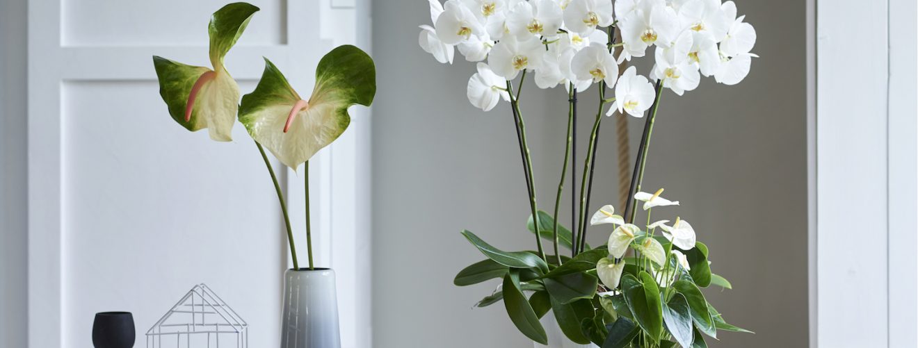 4 tips to easily get more green at home