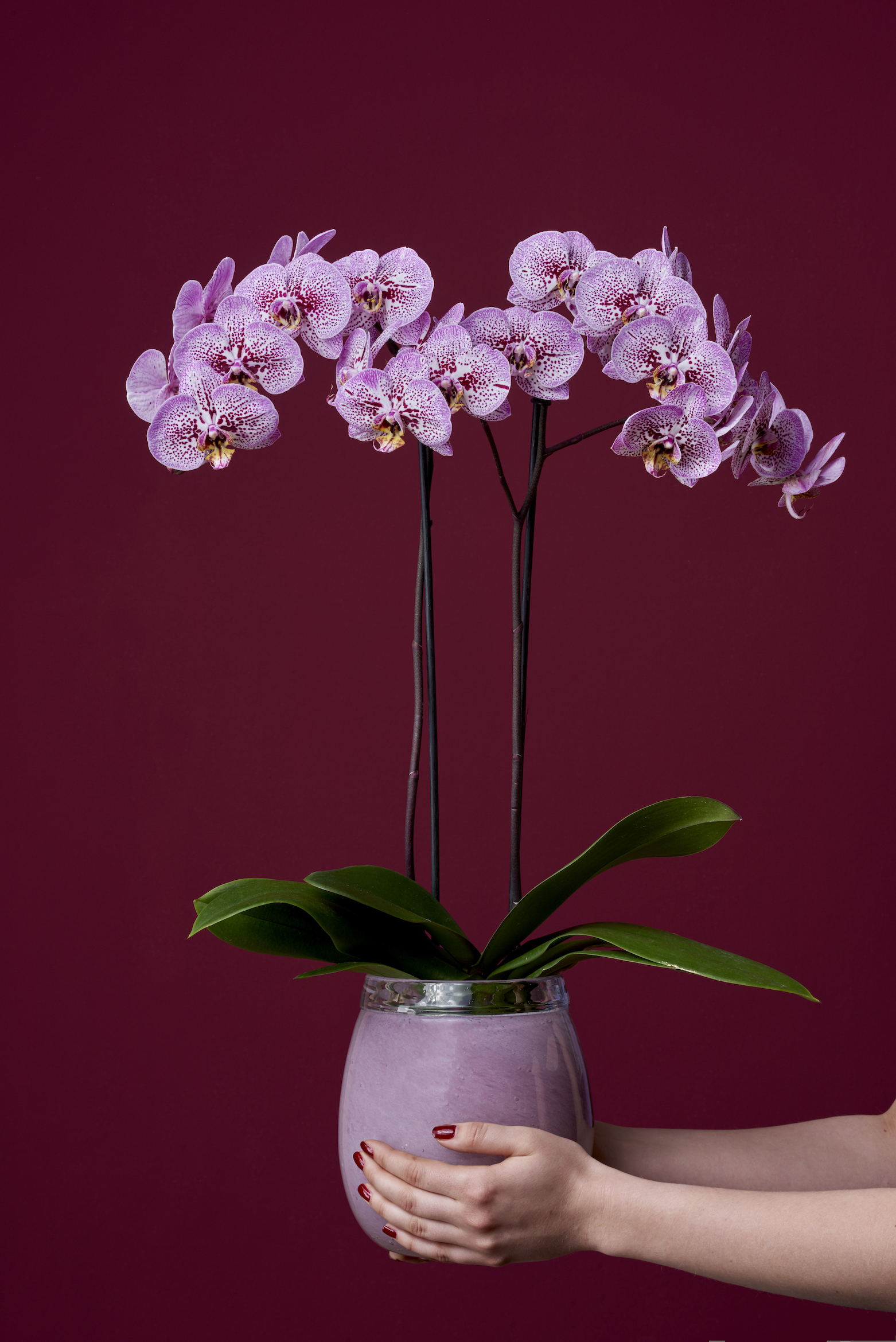 De bijzondere patronen waar een phalaenopsis in komt