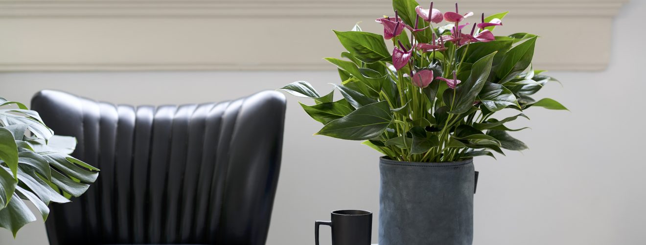 Anthurium plant care: 4 tips