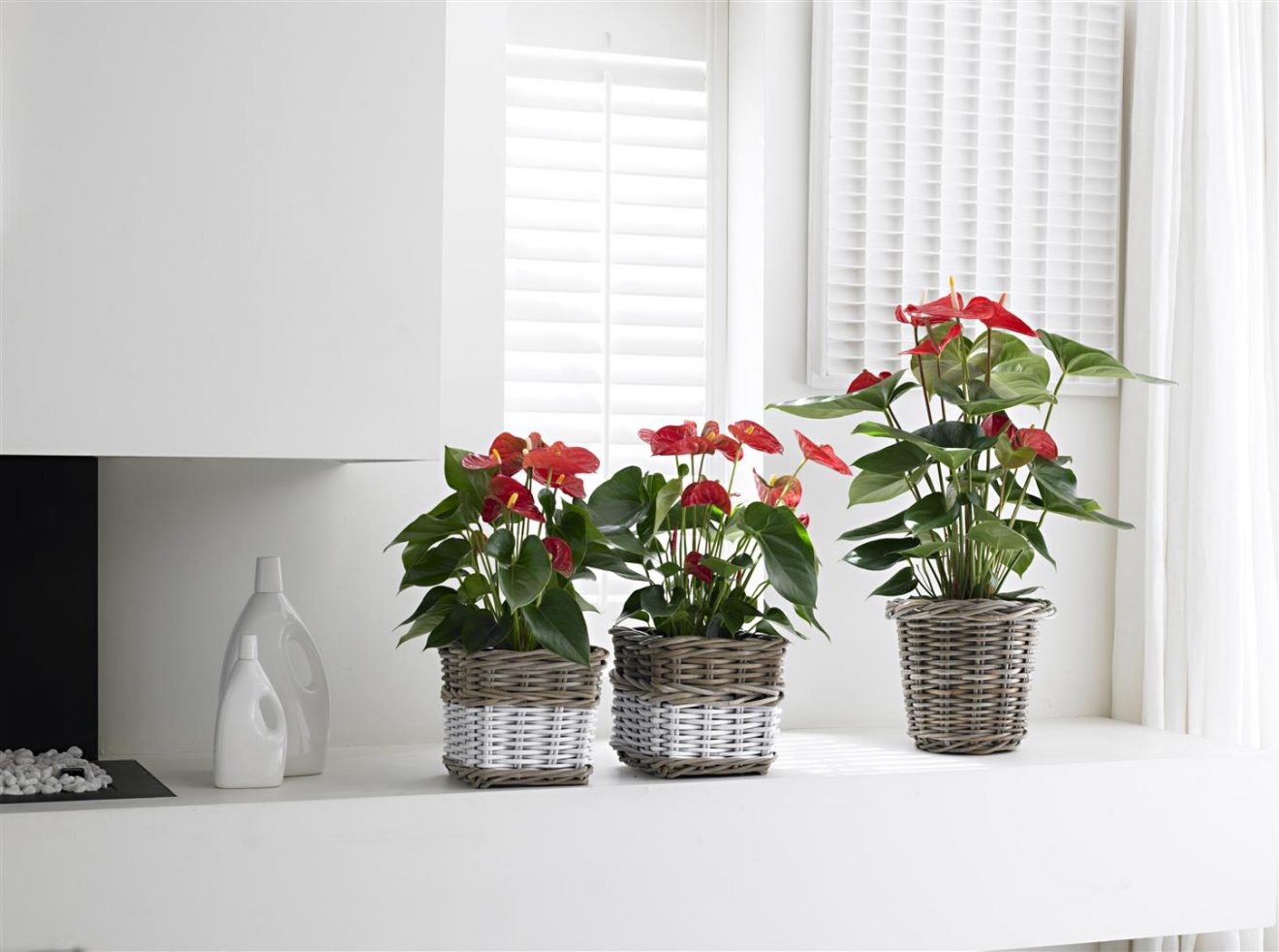 How to get an Anthurium to rebloom a few tips