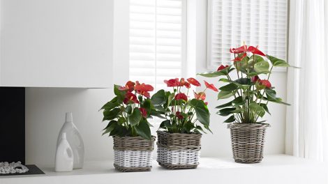 How to bring an anthurium plant back to life