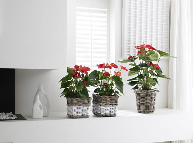 How to get an anthurium plant to bloom a number of tips