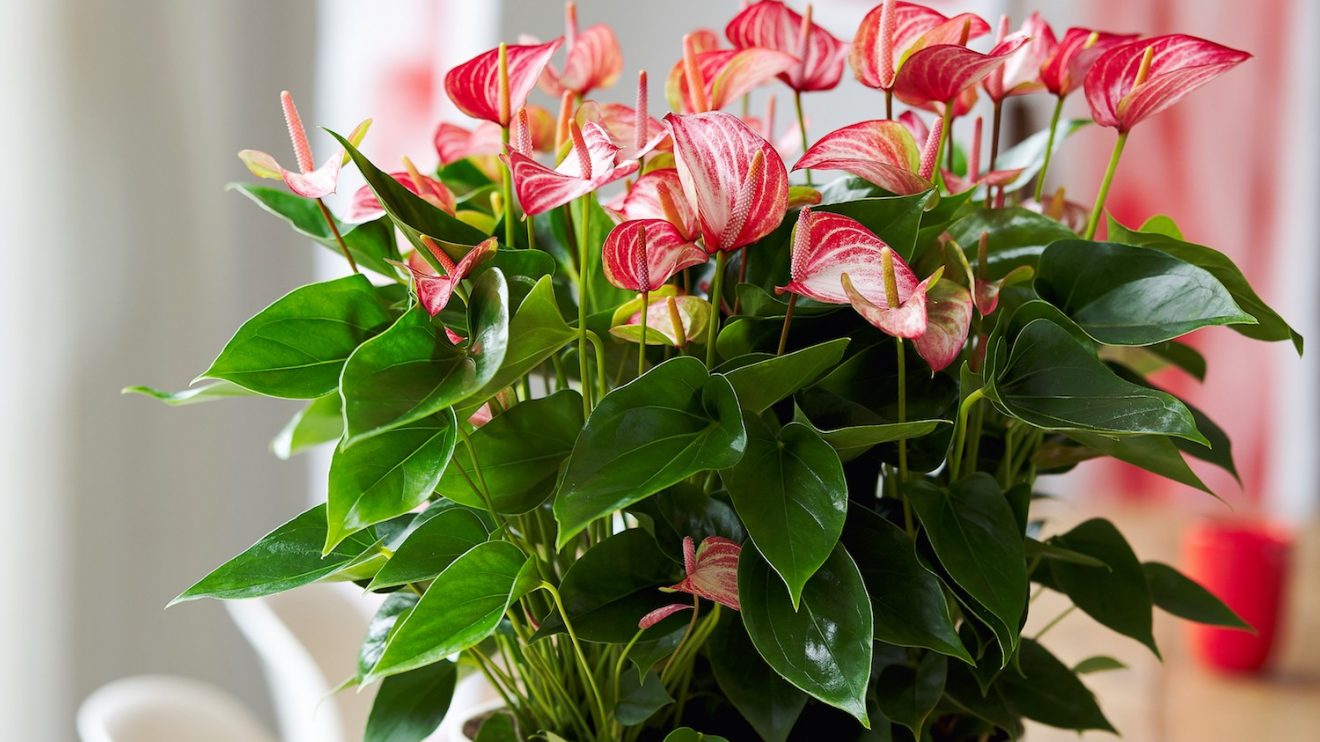 Eyecatcher alert the wide range of anthurium colors
