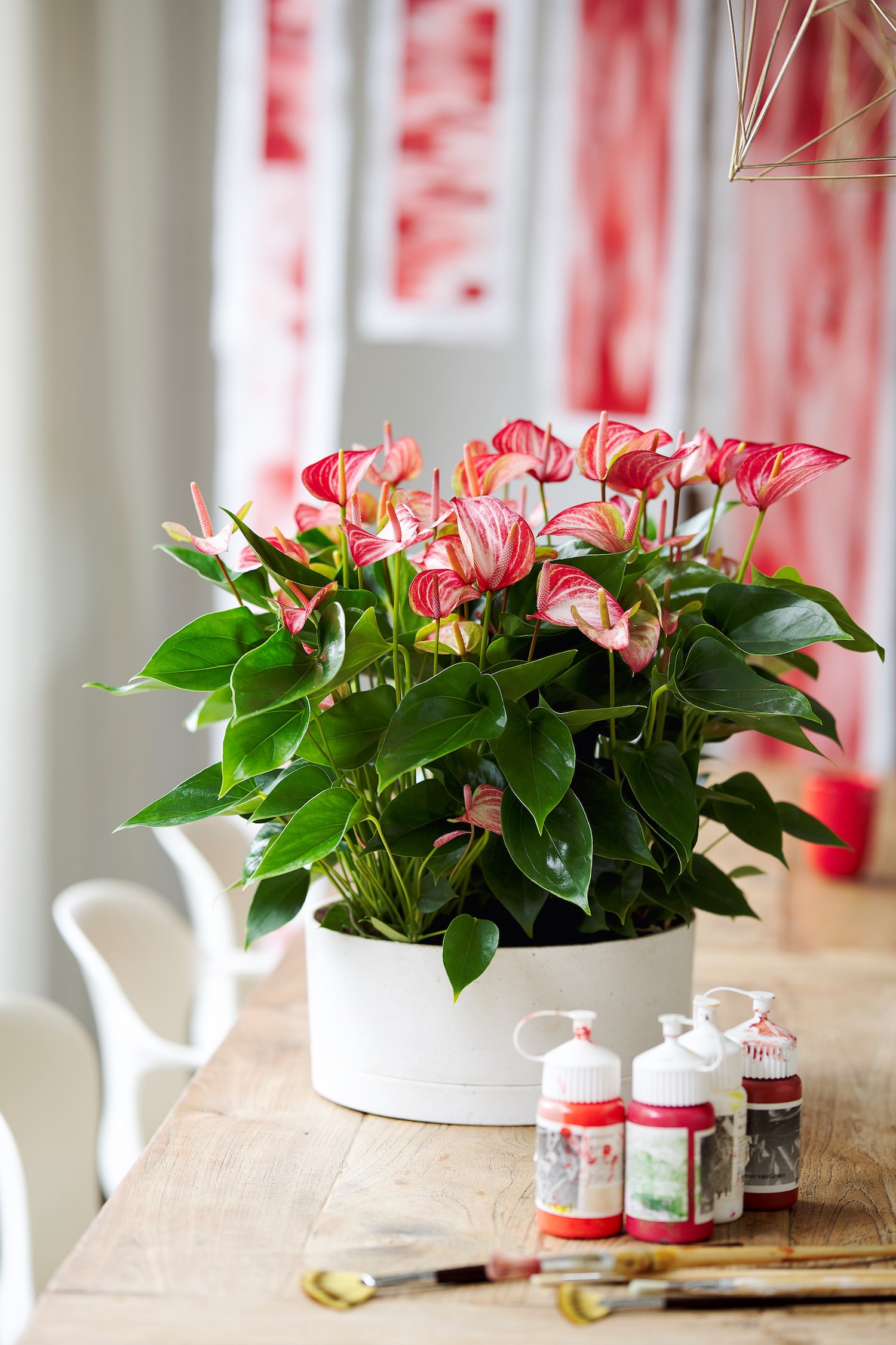 Anthurium Livium: een nieuwe generatie potanthuriums