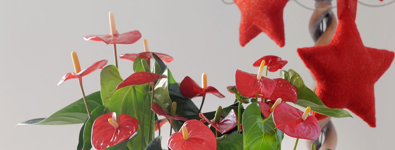 How plants can help to reduce december stress and boost your mood