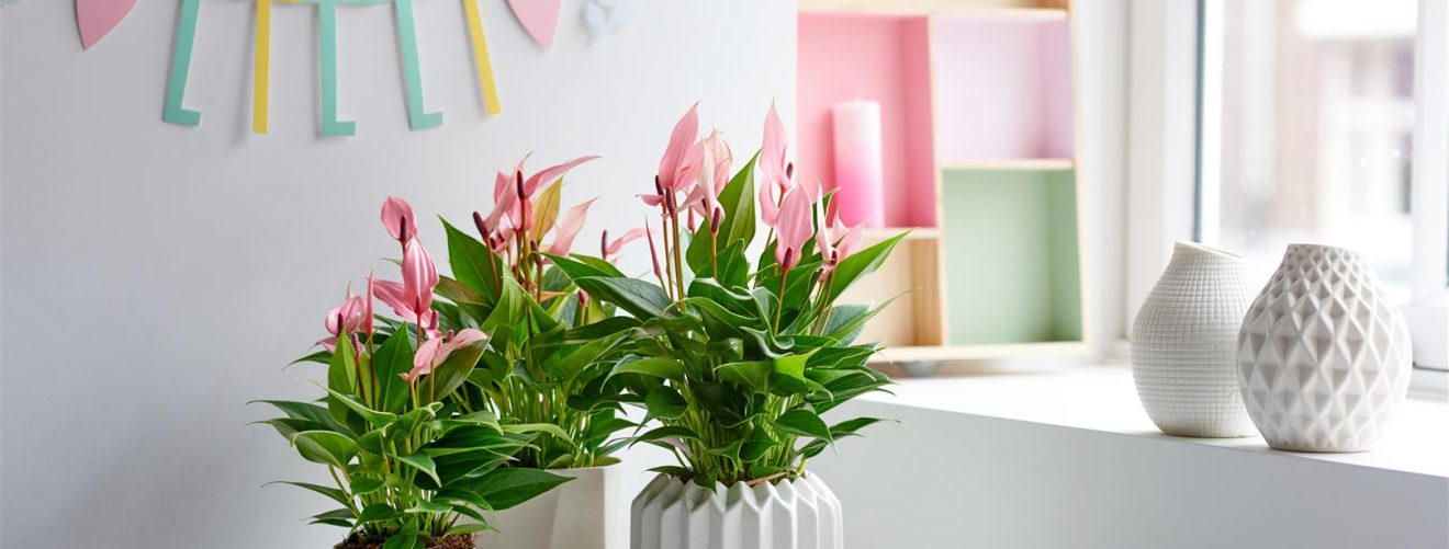 A healthy children's room with the help of plants