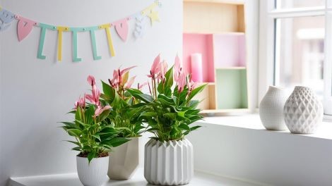 A healthy children's room with the help of plants