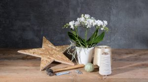 DIY: DIY: Phalaenopsis Christmas arrangement Christmas arrangement