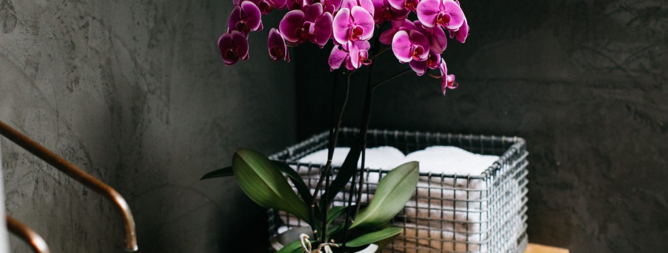 Inspiration: how to decorate your bathroom with orchids