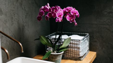 Inspiratie: decoreer je badkamer met orchidee planten