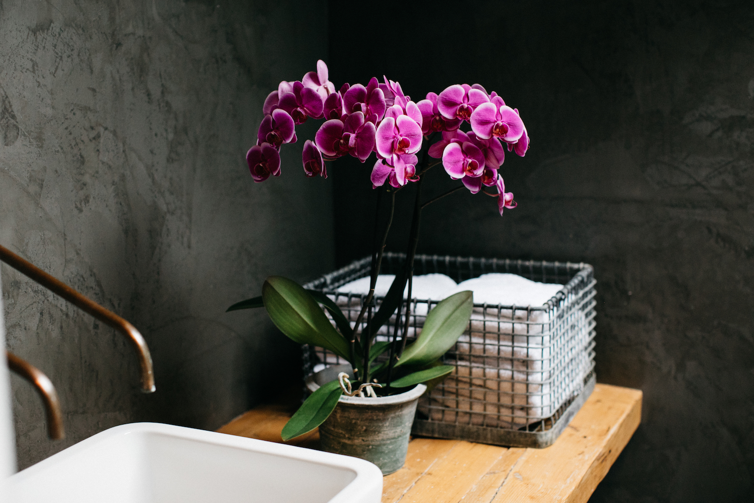 Orchid shop in bathroom