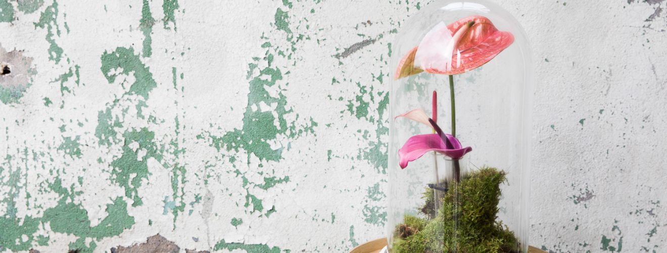 DIY: how to make a kokedama with an anthurium