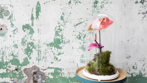 DIY: how to make a kokedama with an anthurium