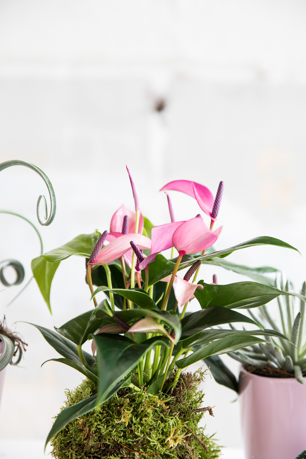 DIY: een kokedama met een anthurium maken