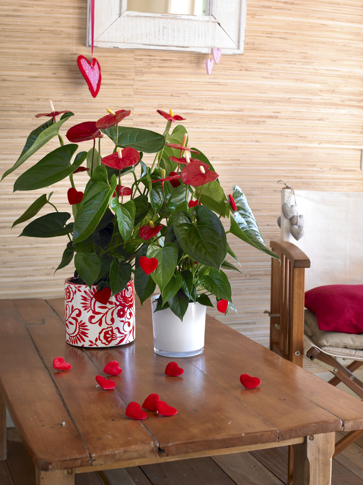 De mooiste bloemen voor Valentijnsdag