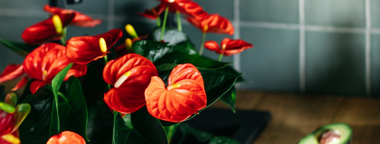 How to style your kitchen with Anthurium plants