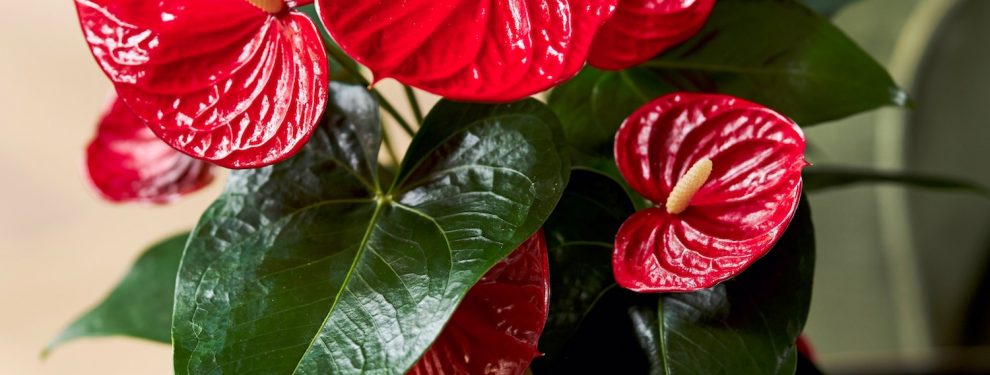 How to get an Anthurium to rebloom: a few tips