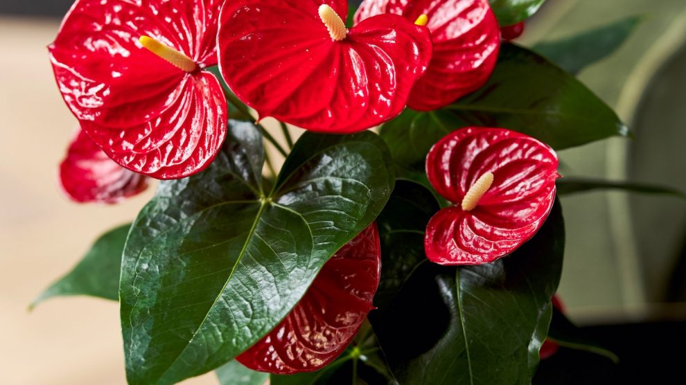 How to get an Anthurium to rebloom: a few tips